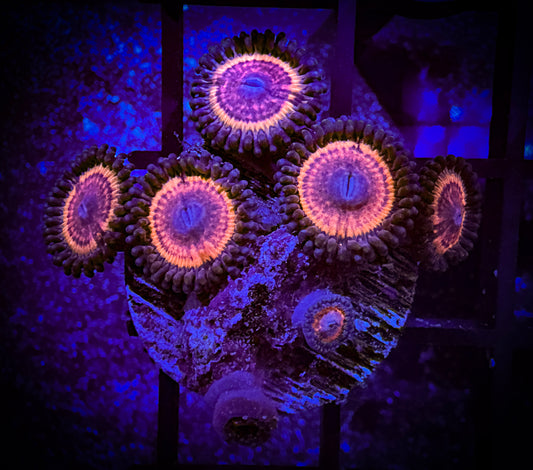 WYSIWYG CC Bloodsuckers Zoanthids Frag 08A2