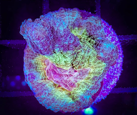 Rainbow Petinia