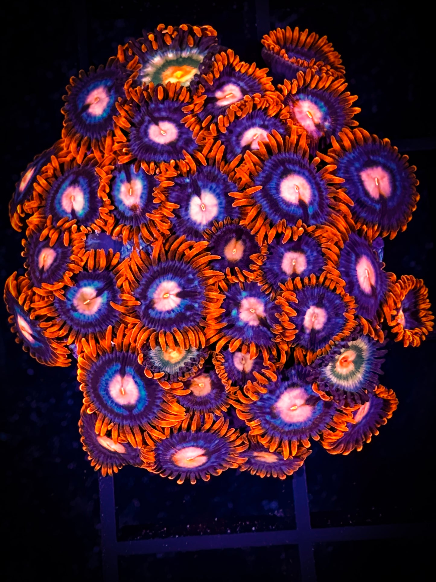 WYSIWYG Pink Eyes and Sunkissed Zoanthids Combo 08A3