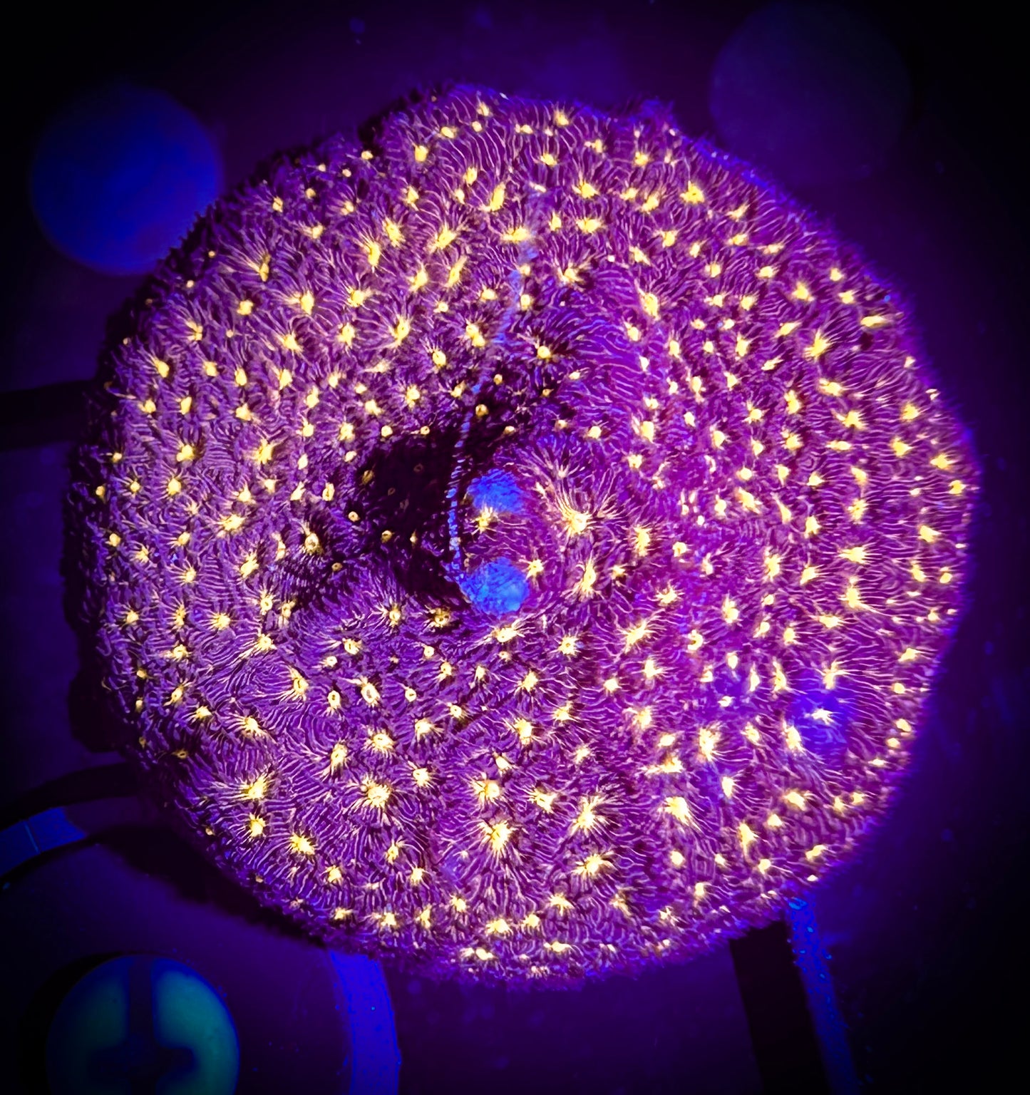 WYSIWYG Outer Space Psammacora 08A4