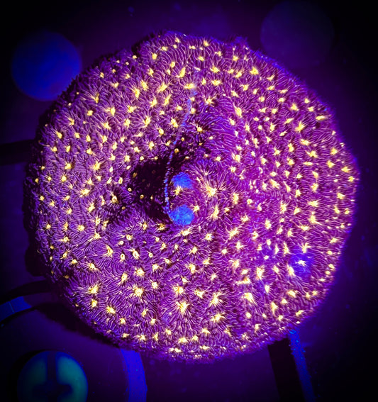 WYSIWYG Outer Space Psammacora 08A4