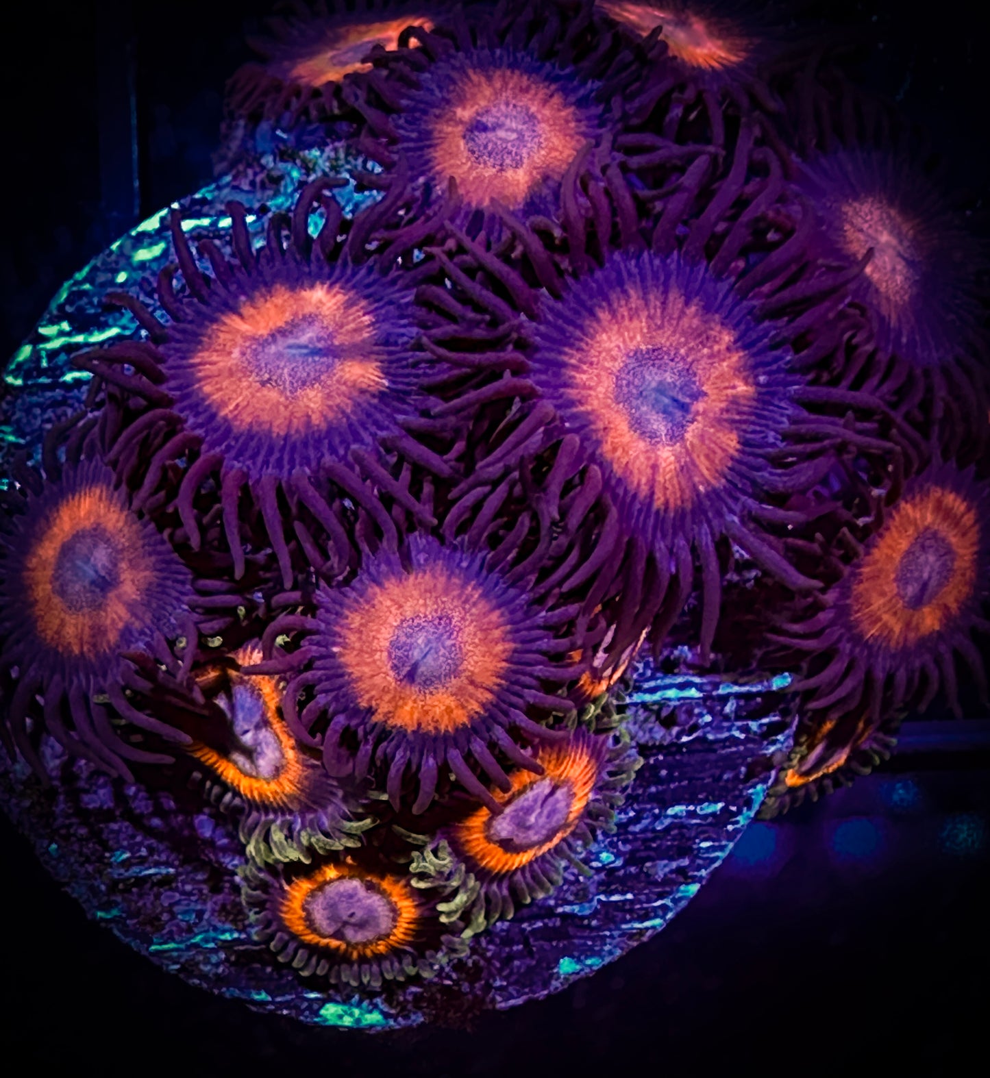 WYSIWYG JF Fairytales and Omega Red Zoanthids Combo 08A4