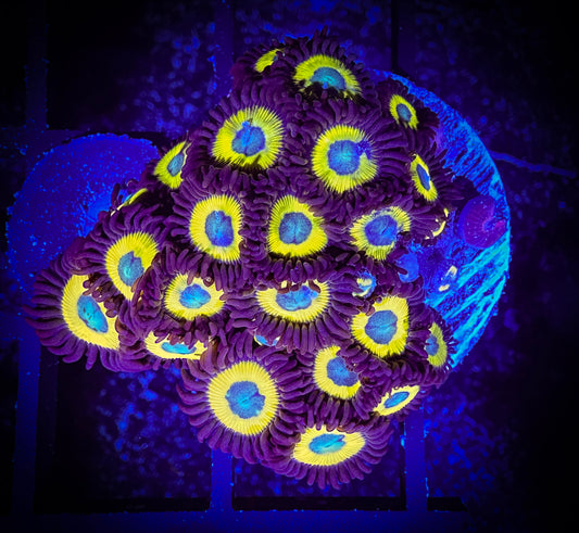 WYSIWYG Black Bella Zoanthids Large Frag 12B4