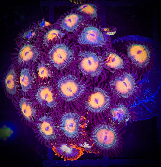WYSIWYG Red haired Gorilla Nipples Zoanthids Colony 08A3