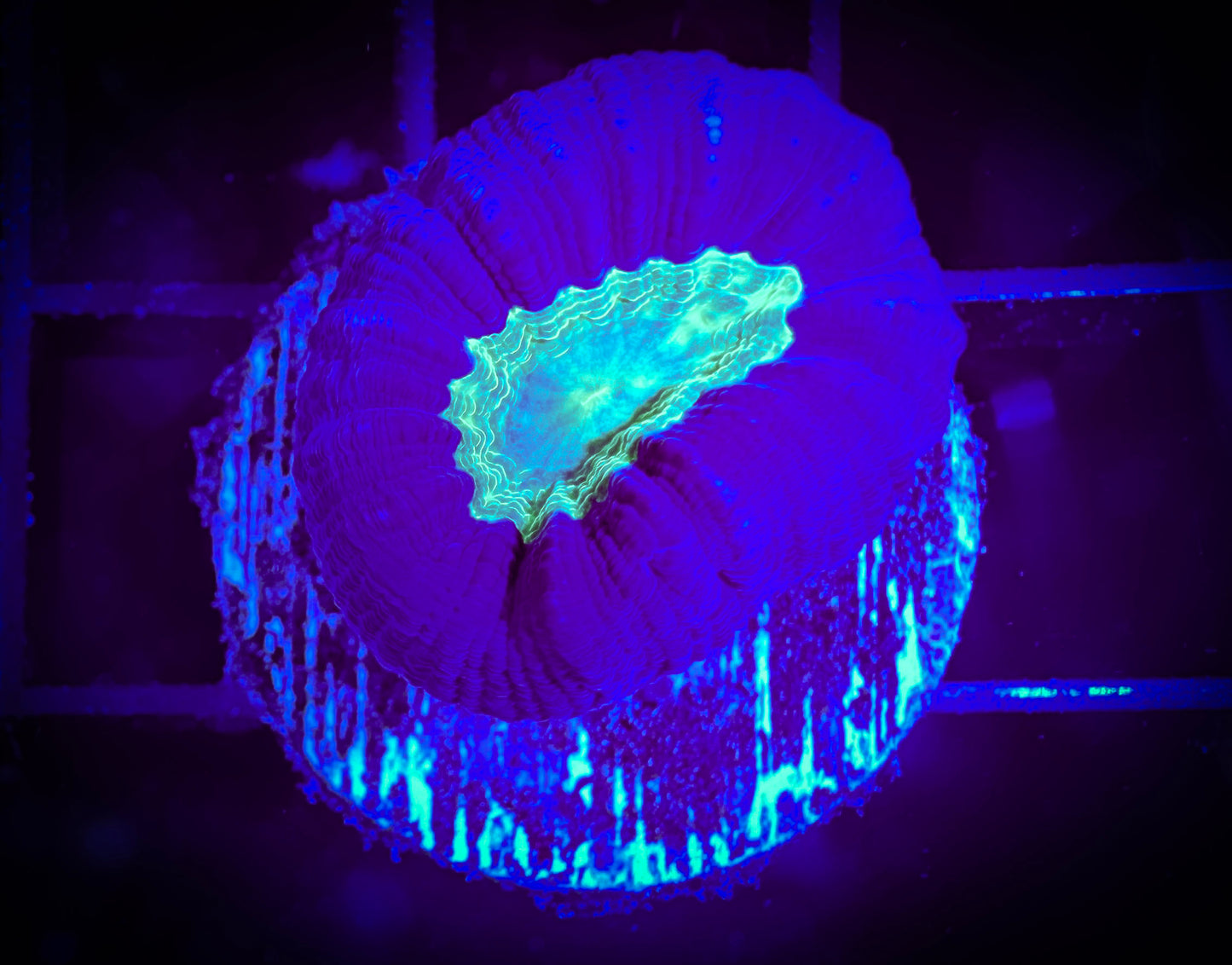 WYSIWYG Classic, Alien Eye Candy Cane 08B1