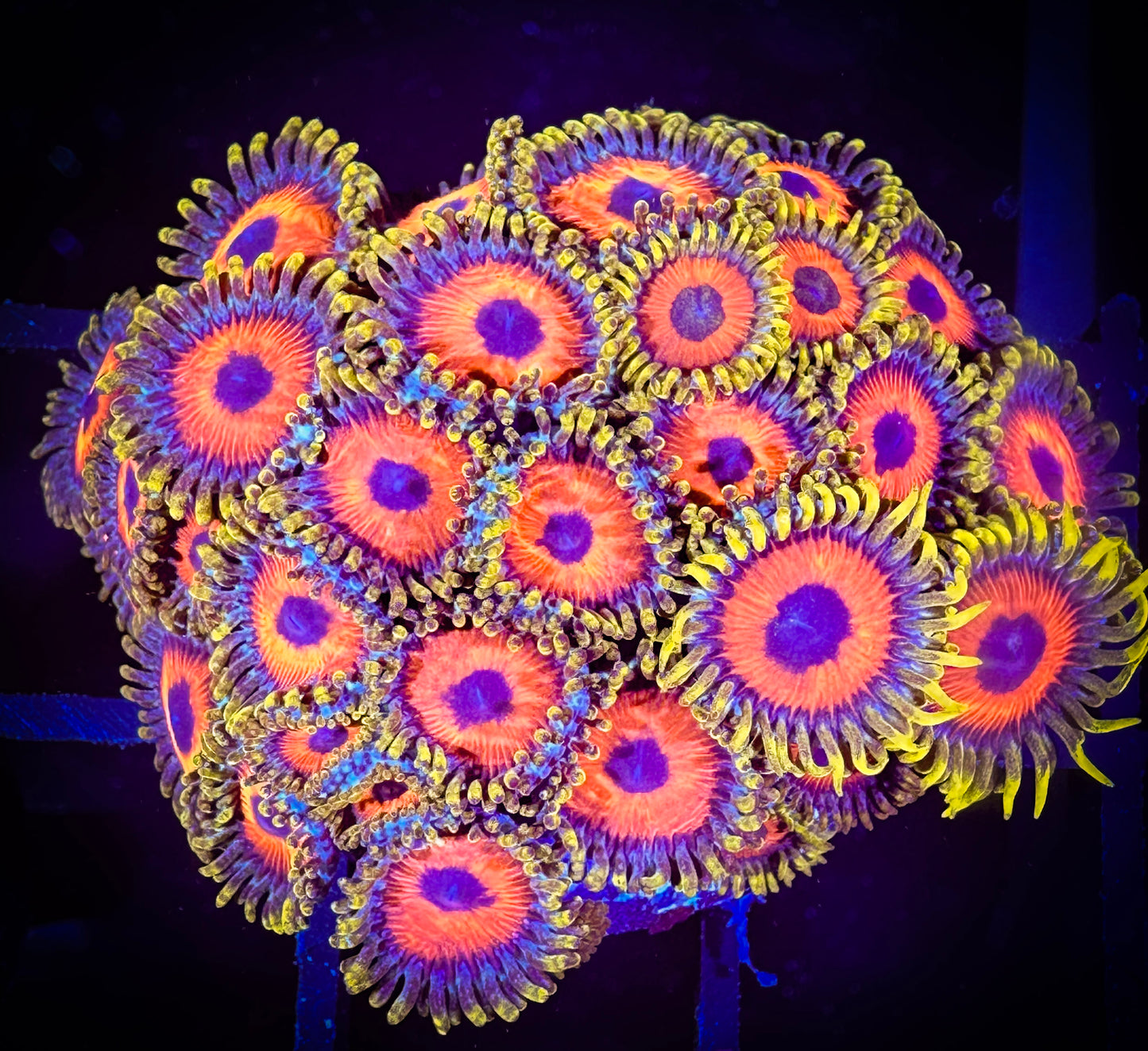 WYSIWYG Eagle Eyes Zoanthids Colony 08B1