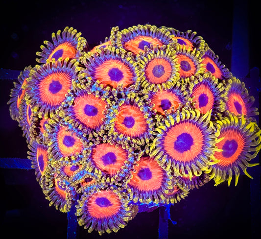WYSIWYG Eagle Eyes Zoanthids Colony 08B1