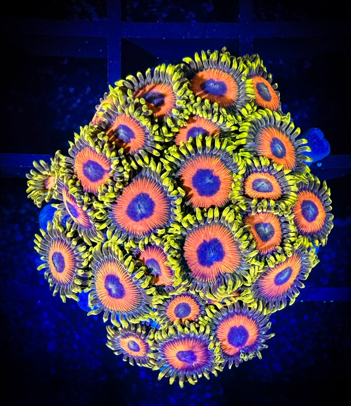 WYSIWYG Eagle Eyes Zoanthids Colony 08D2