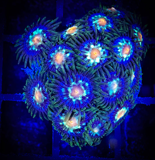 WYSIWYG JF Stargazer Zoanthids Large Frag 02D4