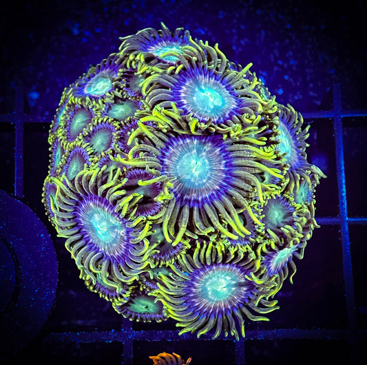 WYSIWYG Red Ring Radioactive Dragon Eye Zoanthids Large Frag 08B1