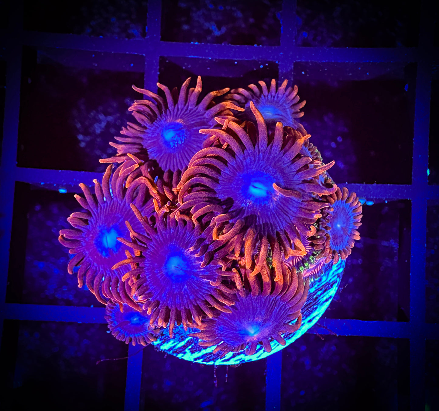 WYSIWYG OG Fire and Ice Zoanthids 08B2