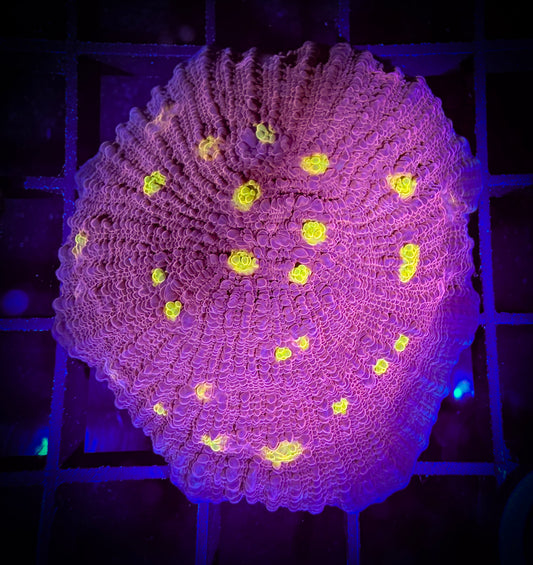 WYSIWYG Goldeneye Chalice Large Frag 08B2