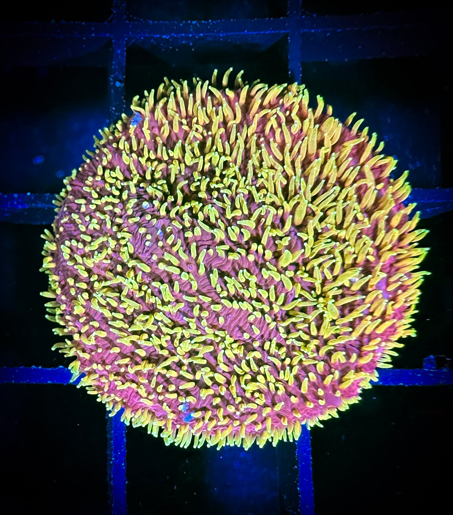 WYSIWYG JF Freak Hair Pavona 08B3