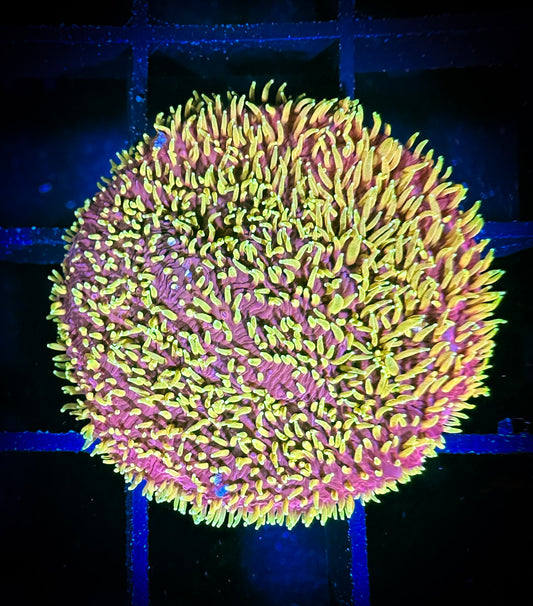 WYSIWYG JF Freak Hair Pavona 08B3