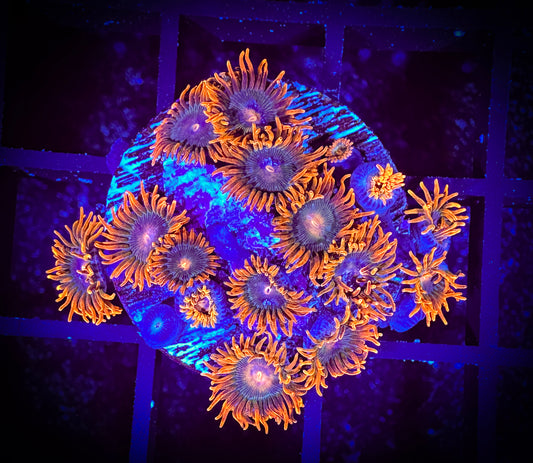 WYSIWYG Cornbread Rockstars Zoanthids Large Frag 08B3