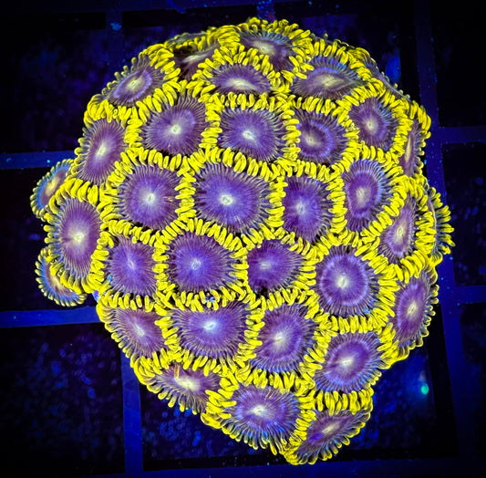 WYSIWYG Evil Mel's Green Skirt Zoanthids Large Frag 08B3