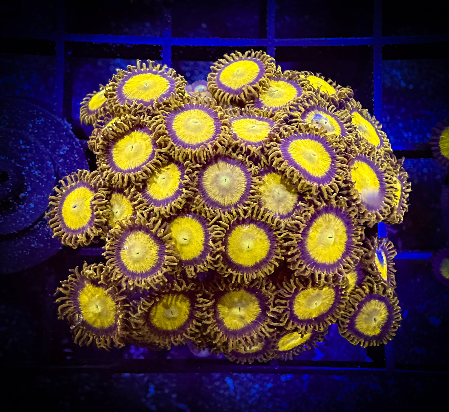 WYSIWYG King Midas Zoanthids Colony 08B4