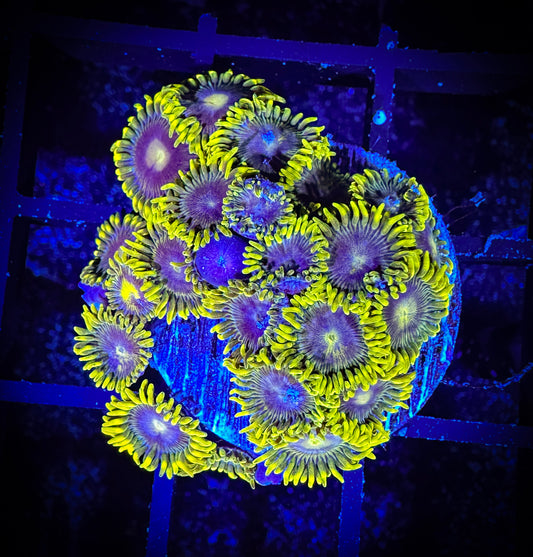 WYSIWYG Evil Mel's Green Skirt Zoanthids Large Frag 08B4