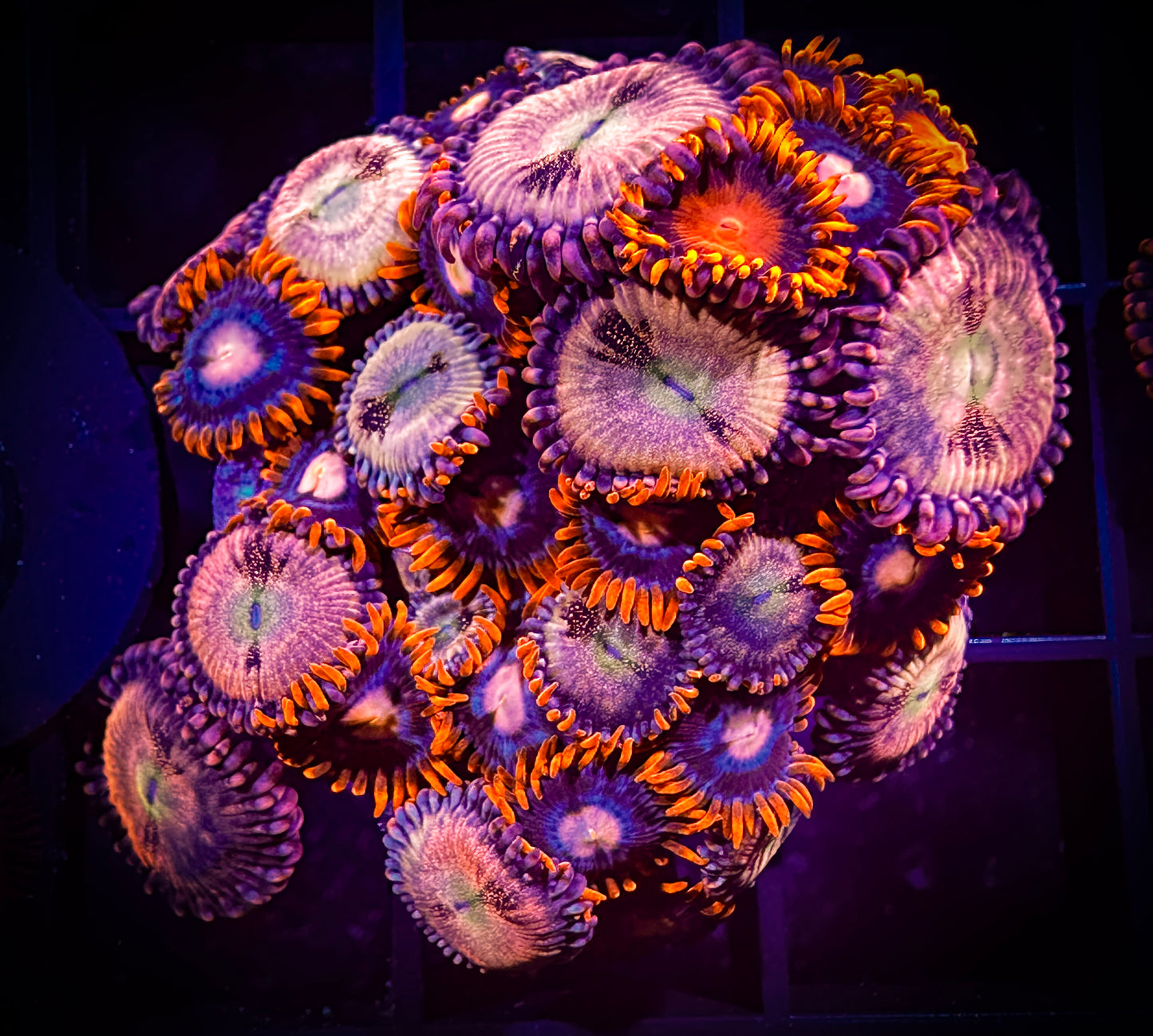 WYSIWYG Halle Berry Zoanthids and Pink Eye Combo 08B4