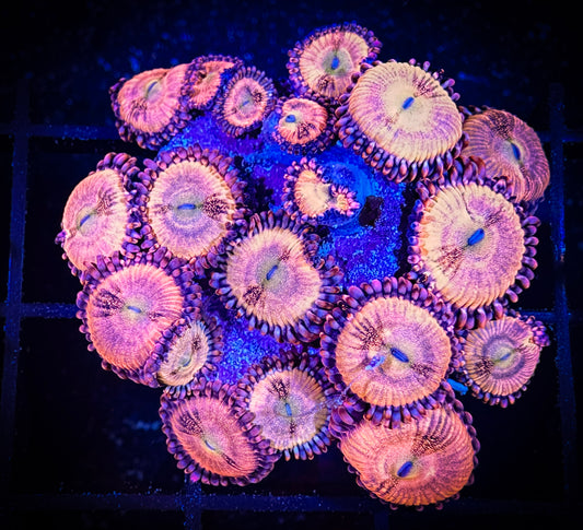 WYSIWYG WWC Halle Berry Zoanthids Large Frag 08C1