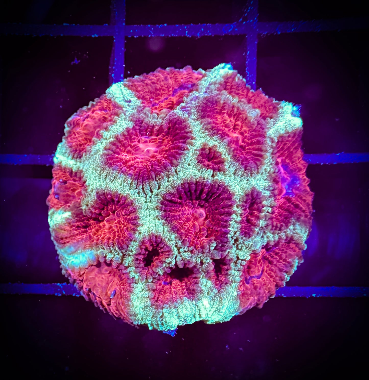 WYSIWYG Christmas Favia 08C1