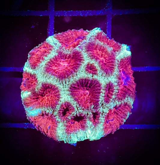 WYSIWYG Christmas Favia 08C1