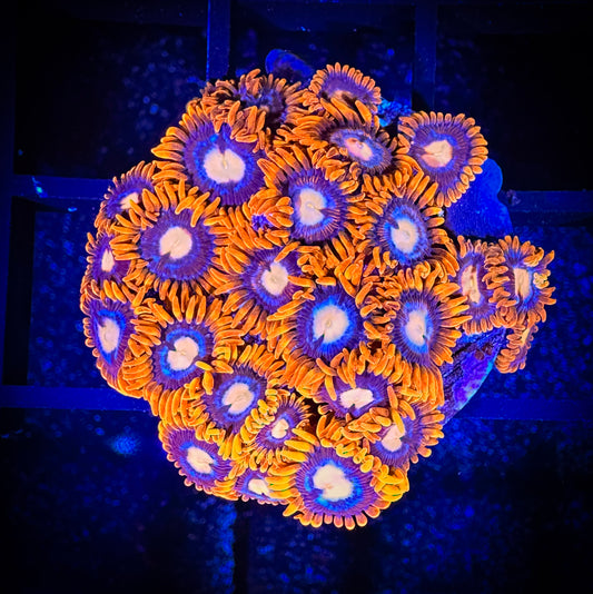 WYSIWYG GC Pink Eyes Zoanthids Mini Colony 08C1