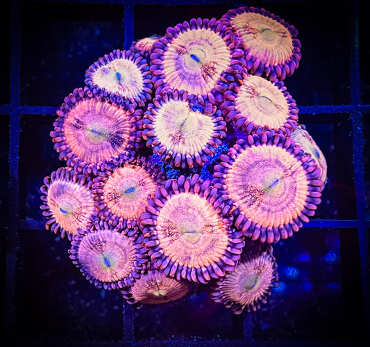 WYSIWYG WWC Halle Berry Zoanthids Large Frag 08C2