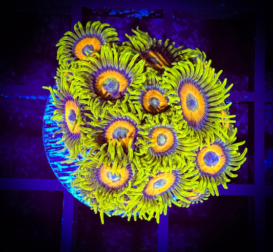 WYSIWYG Super Sunflower Zoanthids Large Frag 08C2