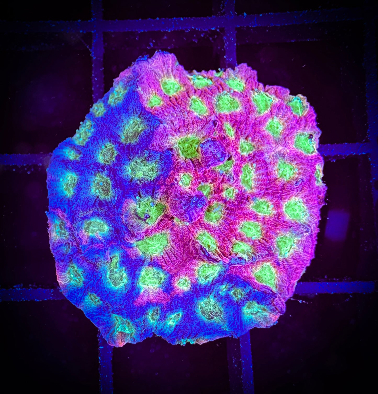 WYSIWYG Jason Fox Day-Glo Favities 08C2