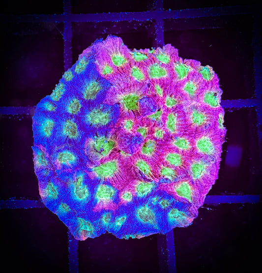 WYSIWYG Jason Fox Day-Glo Favities 08C2