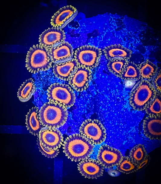 WYSIWYG JF Jungle Juice Zoanthids 04C1