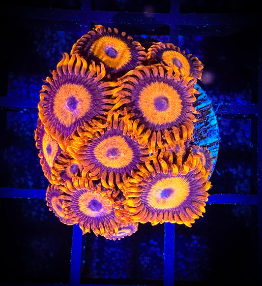 WYSIWYG CB Orange Hornets AKA Oxides Large Frag 08C3