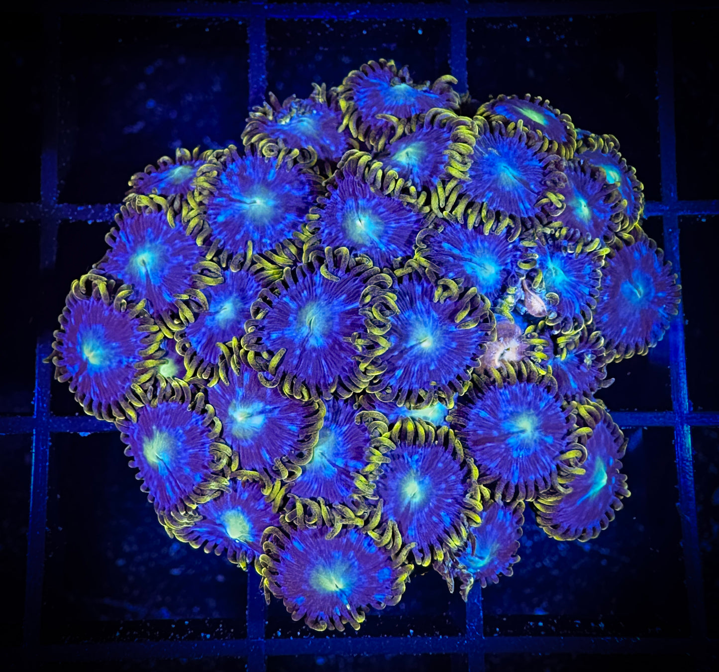 WYSIWYG Blue Horizons Zoanthids Colony 02C4