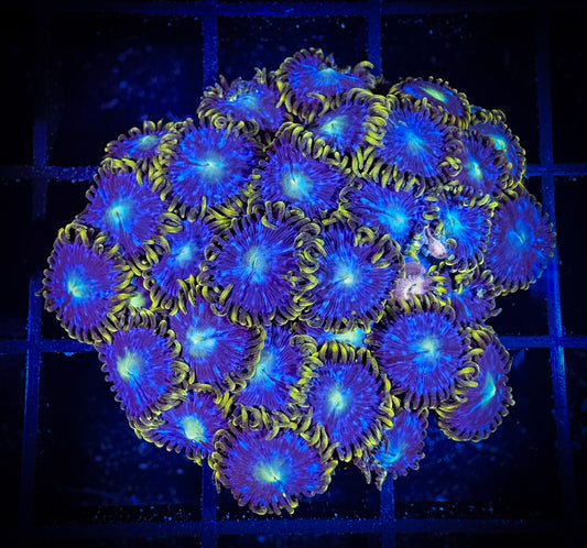 WYSIWYG Blue Horizons Zoanthids Colony 02C4