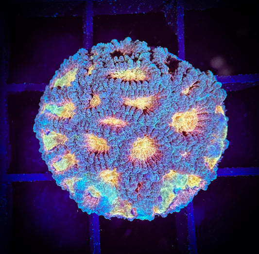 WYSIWYG Baby's Breath Favia 08C3