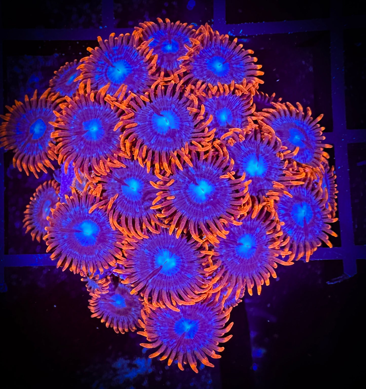 WYSIWYG OG Fire and Ice Zoanthids Colony 05C4