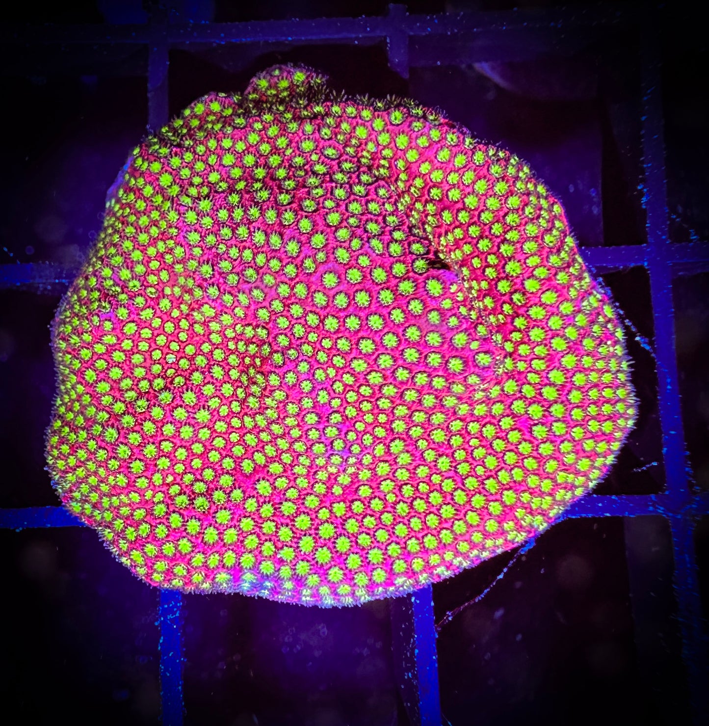 WYSIWYG WWC Electric Daisy Stylocoeniella 08C4