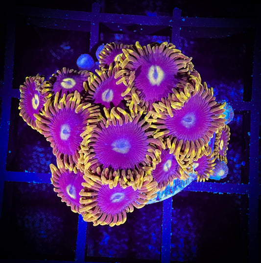 WYSIWYG Blueberry Fields Zoanthids 08C4