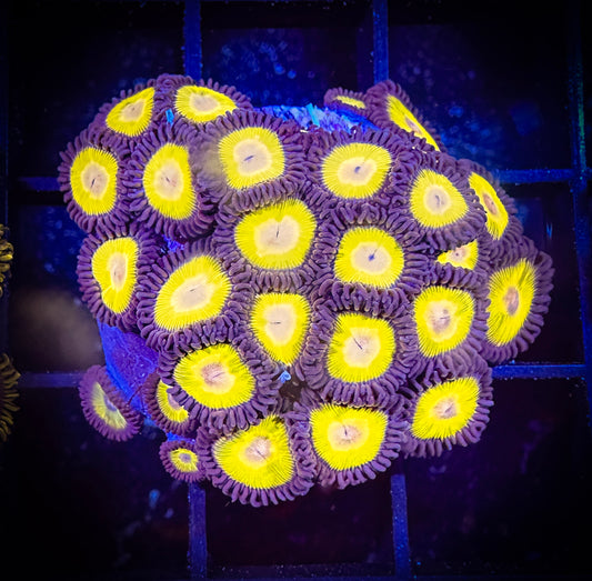 WYSIWYG Yellow Belly Zoanthids Large Frag 08C4