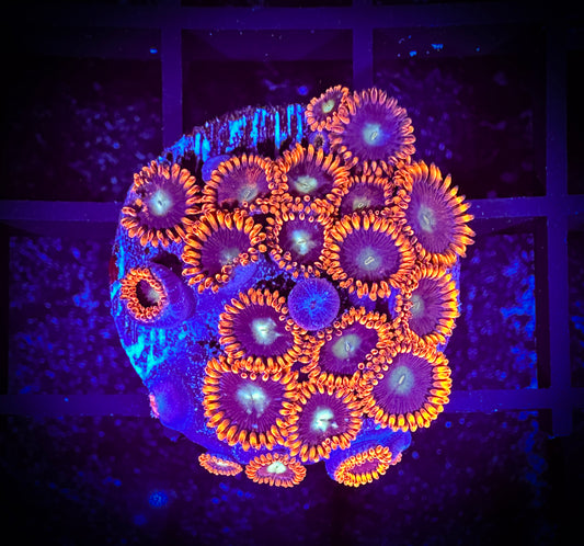 WYSIWYG GC Confused Fireballs Zoanthids Mini Colony 08D1