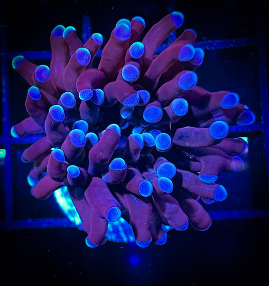 WYSIWYG Purple Micro Torch (Euphyllia Cristata) 08D1