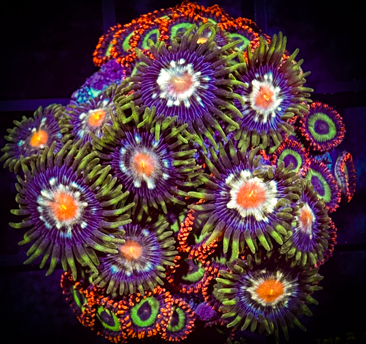 WYSIWYG Daisy Cutters and Emeralds on Fire Combo 08D2