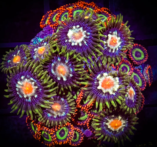 WYSIWYG Daisy Cutters and Emeralds on Fire Combo 08D2