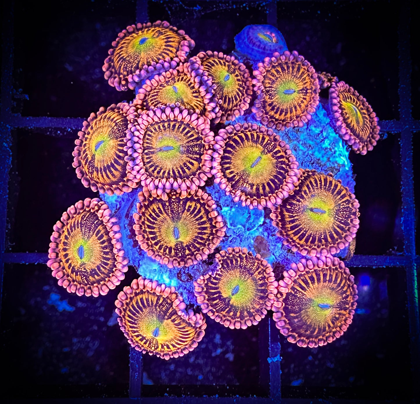 WYSIWYG Pixie Dust Zoanthids Large Frag 02D4