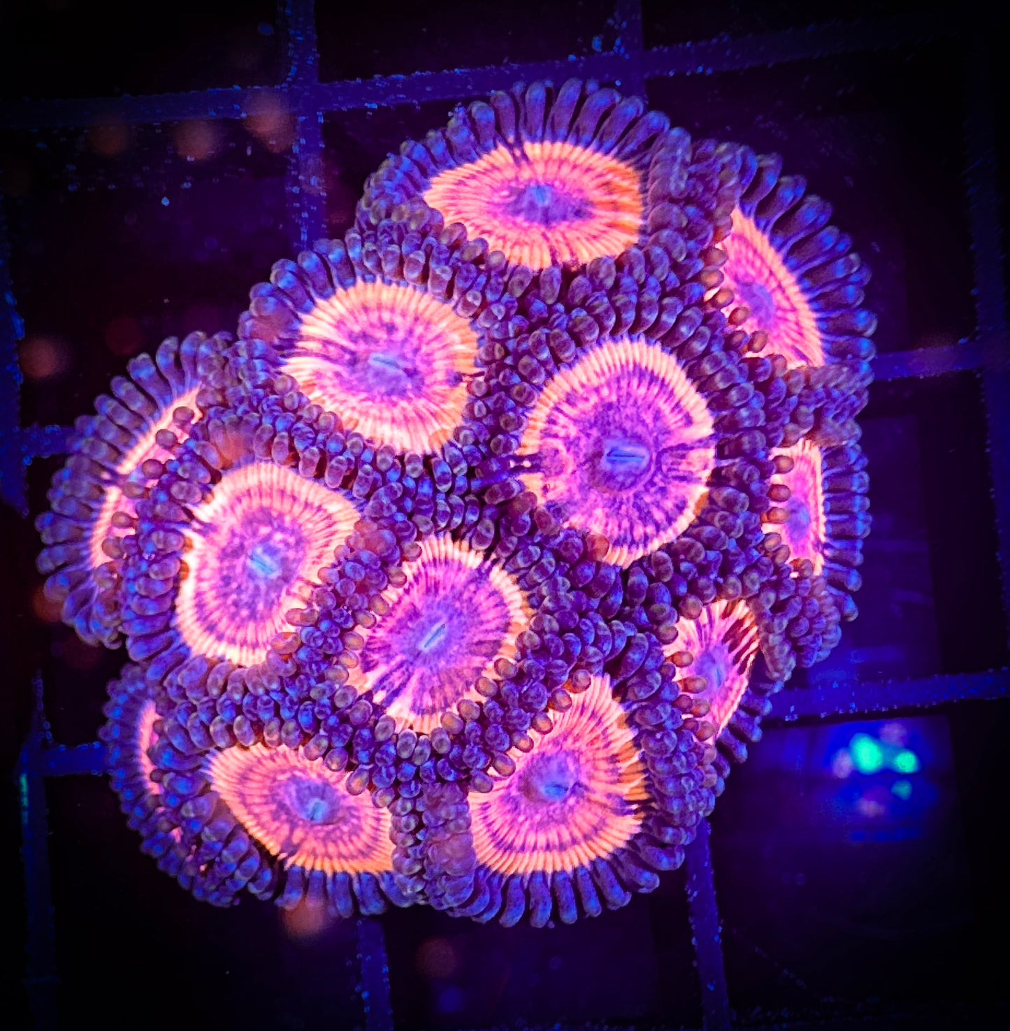 WYSIWYG CC Bloodsuckers Zoanthids Large Frag 08D2