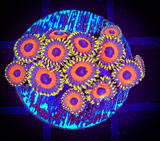 WYSIWYG Eagle Eyes Zoanthids Frag 08E3