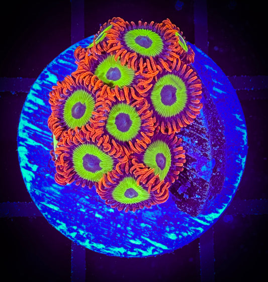 WYSIWYG Emeralds on Fire Zoanthids 08D3