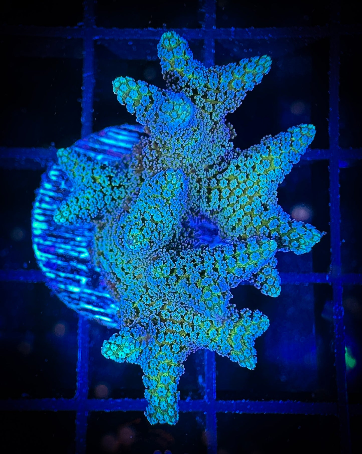 WYSIWYG Lazy's Blue Zing Birdsnest 08D3