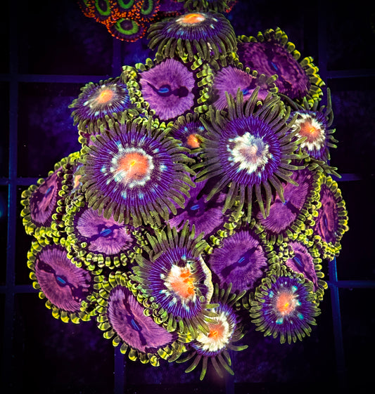WYSIWYG WWC Purple Monsters & JF Stargazers Combo 08D3